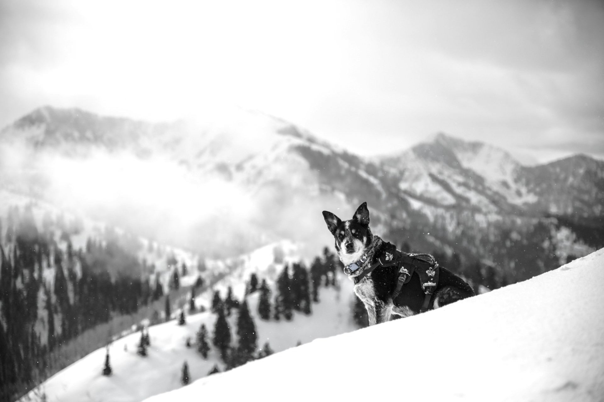 Siberian Husky puppy with blue eyes at BlueRidge Huskies