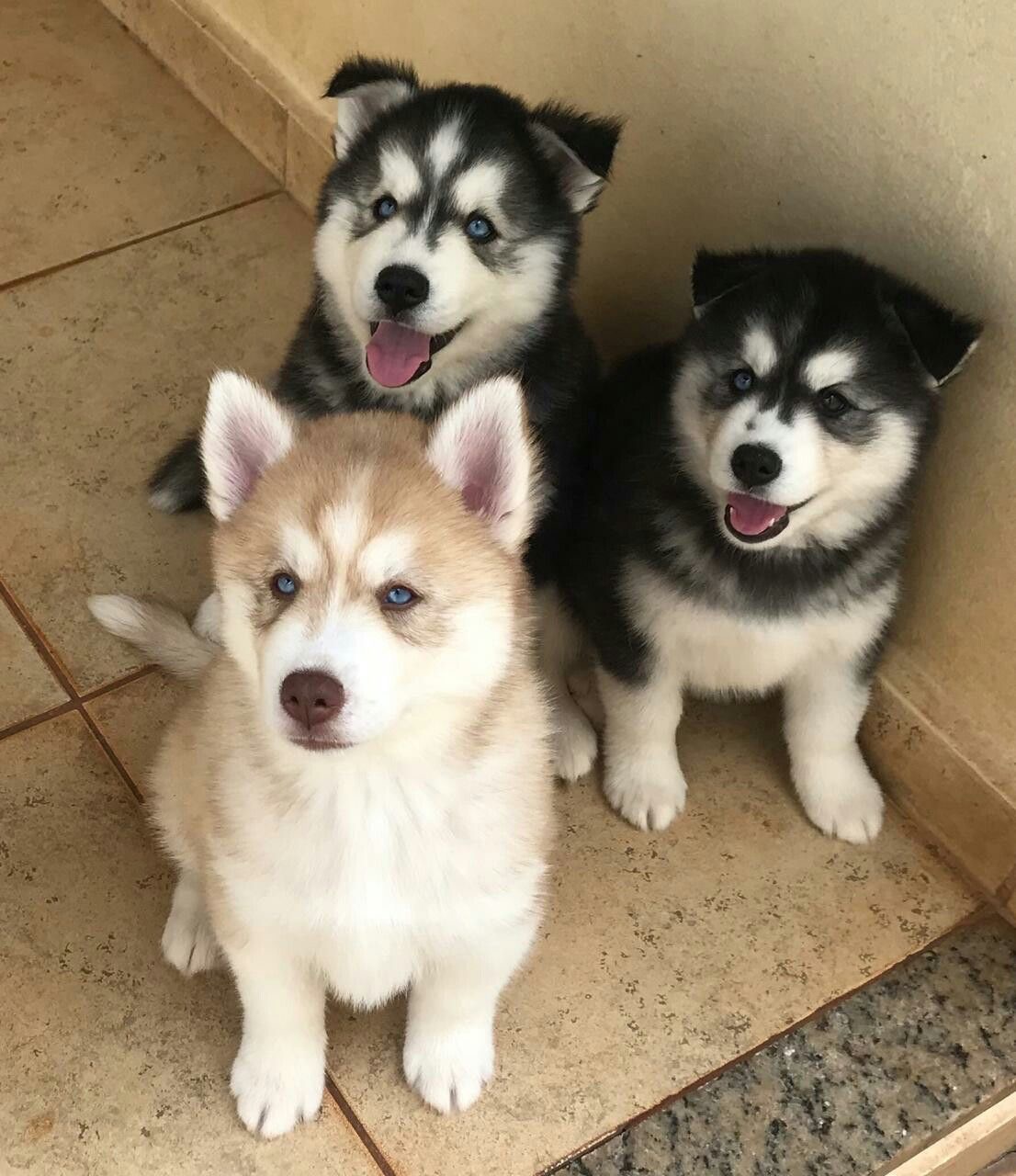 Nova - Black & White Siberian Husky