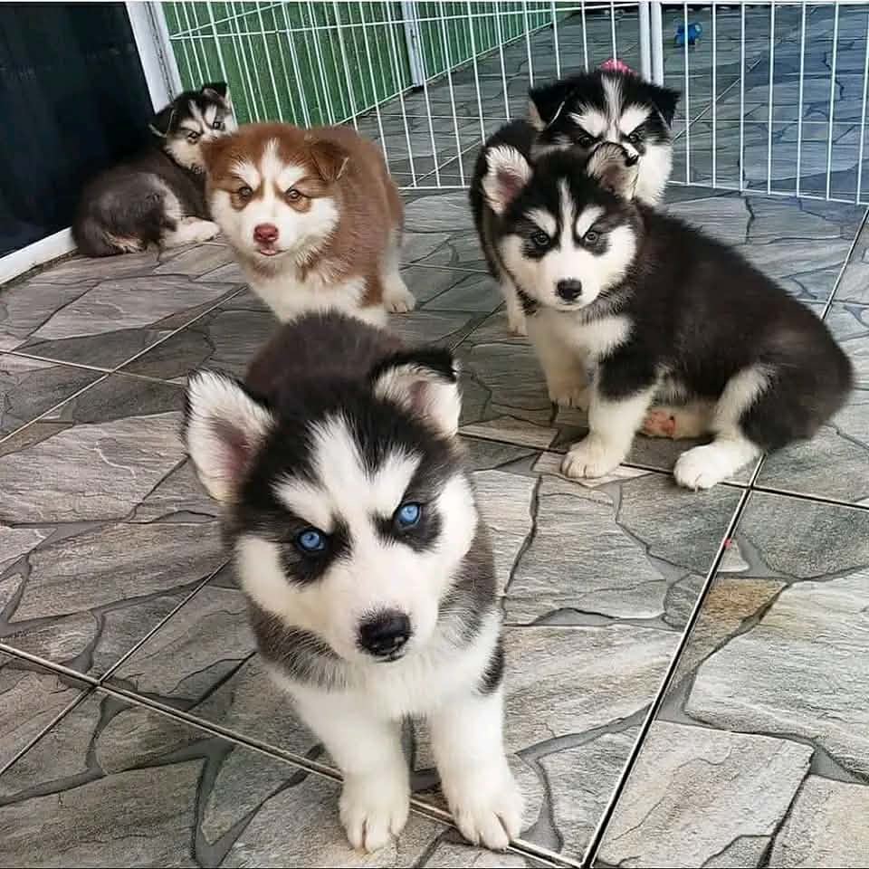 Titan - Gray & White Siberian Husky